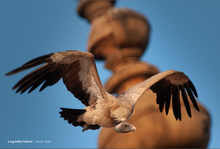 Load image into Gallery viewer, 2024 Birds of Prey Calendar