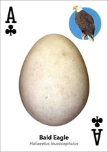 Load image into Gallery viewer, Bird Eggs Playing Cards