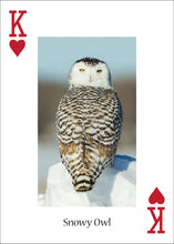 Load image into Gallery viewer, Owl Playing Cards