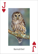 Load image into Gallery viewer, Owl Playing Cards