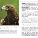 Birds of Prey of the Midwest Field Guide