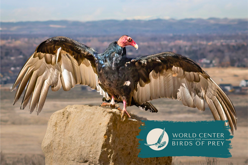 Reserved admission to the World Center for Birds of Prey