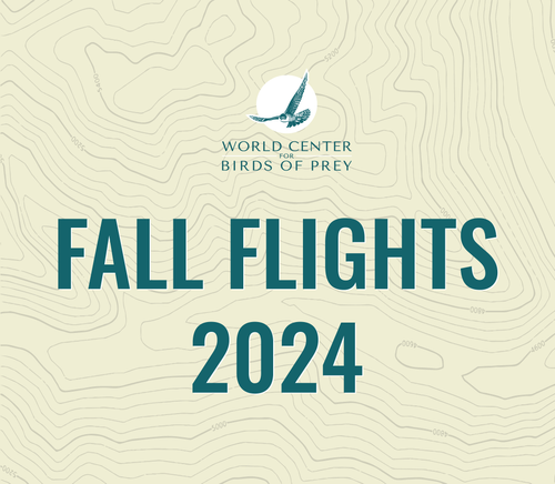 2024 Fall Flights at the World Center for Birds of Prey!