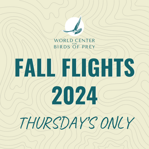 2024 Fall Flights - THURSDAYS ONLY at the World Center for Birds of Prey