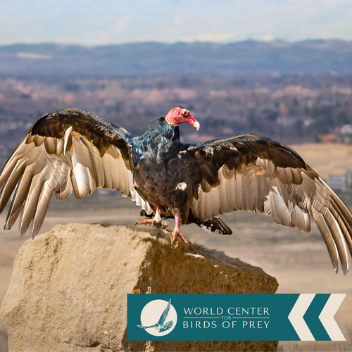 Reserved admission to the World Center for Birds of Prey