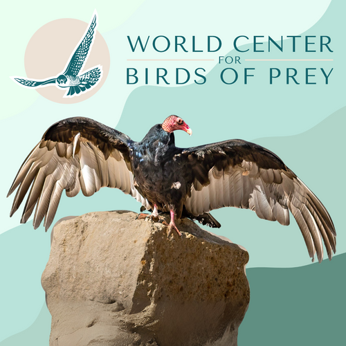 Reserved admission to the World Center for Birds of Prey