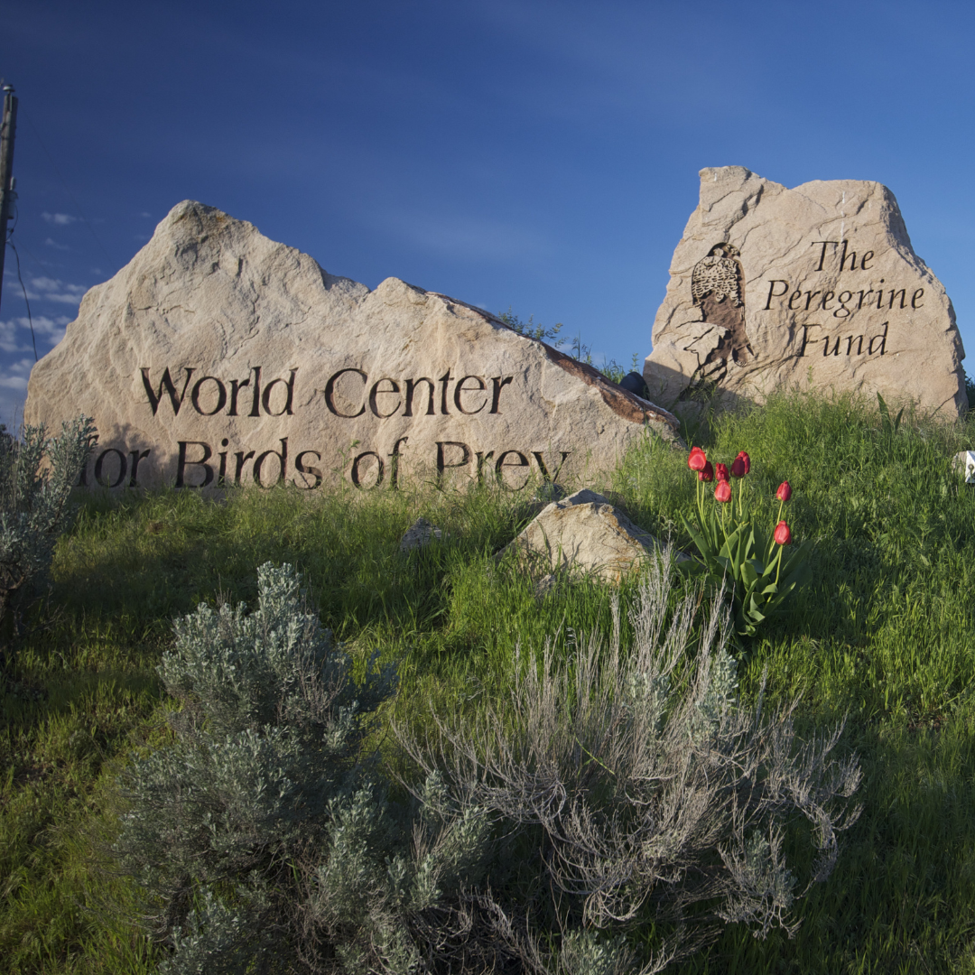 Reserved admission to the World Center for Birds of Prey