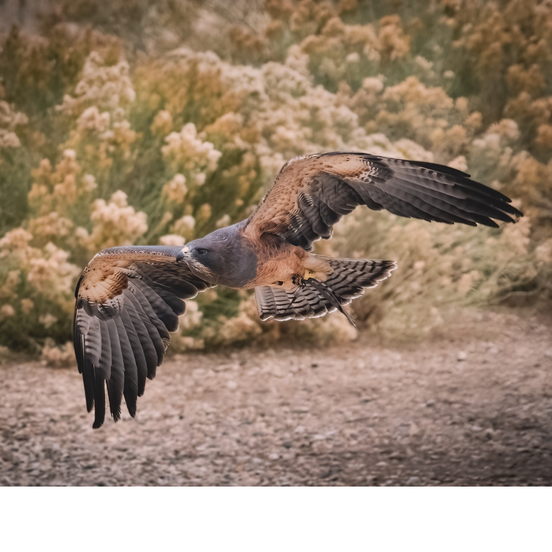 Reserved admission to the World Center for Birds of Prey