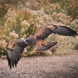 Reserved admission to the World Center for Birds of Prey