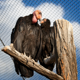 Reserved admission to the World Center for Birds of Prey