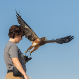 Reserved admission to the World Center for Birds of Prey