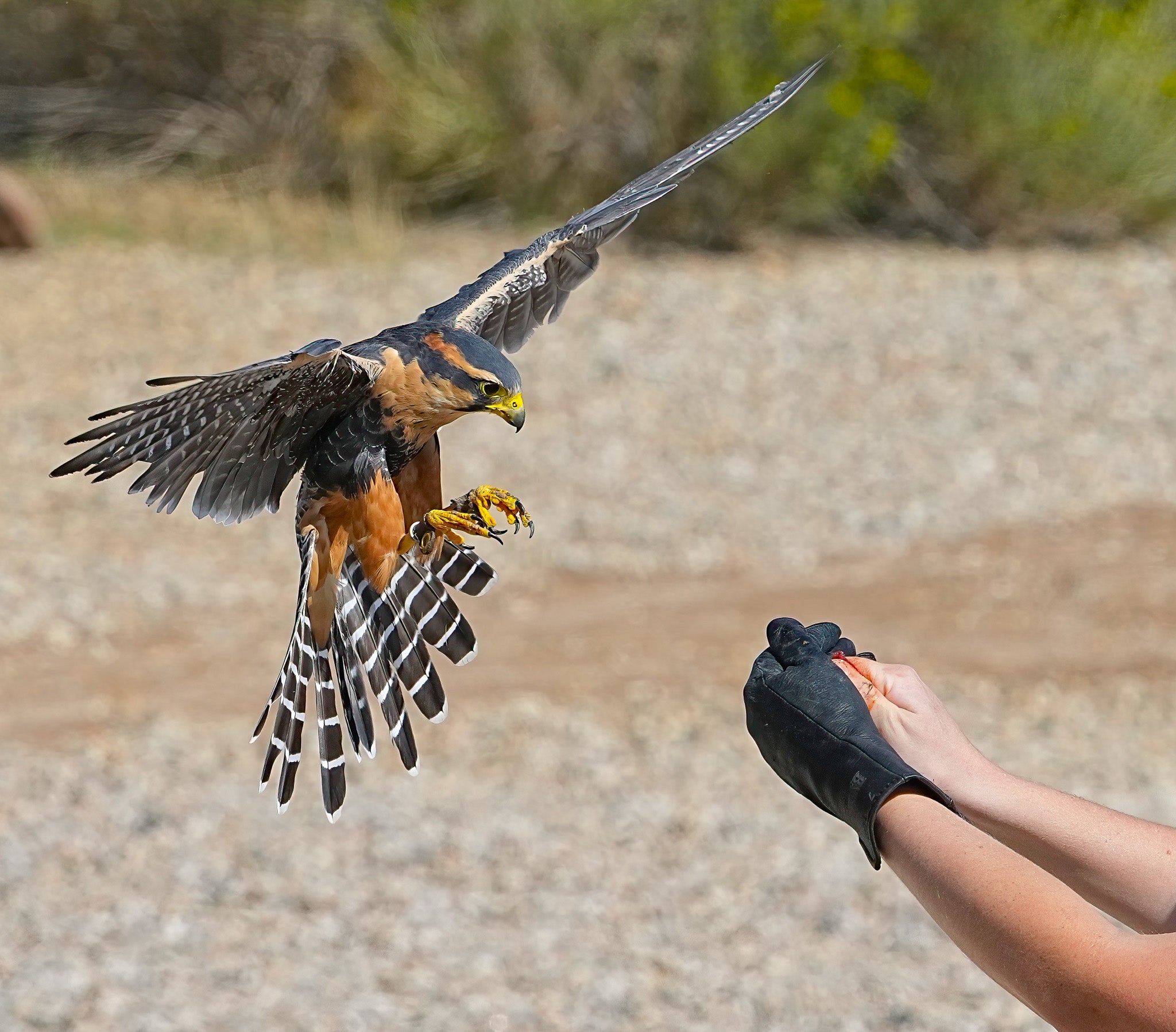 2026 Fall Flights at the World Center for Birds of Prey!