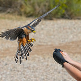 2026 Fall Flights at the World Center for Birds of Prey!