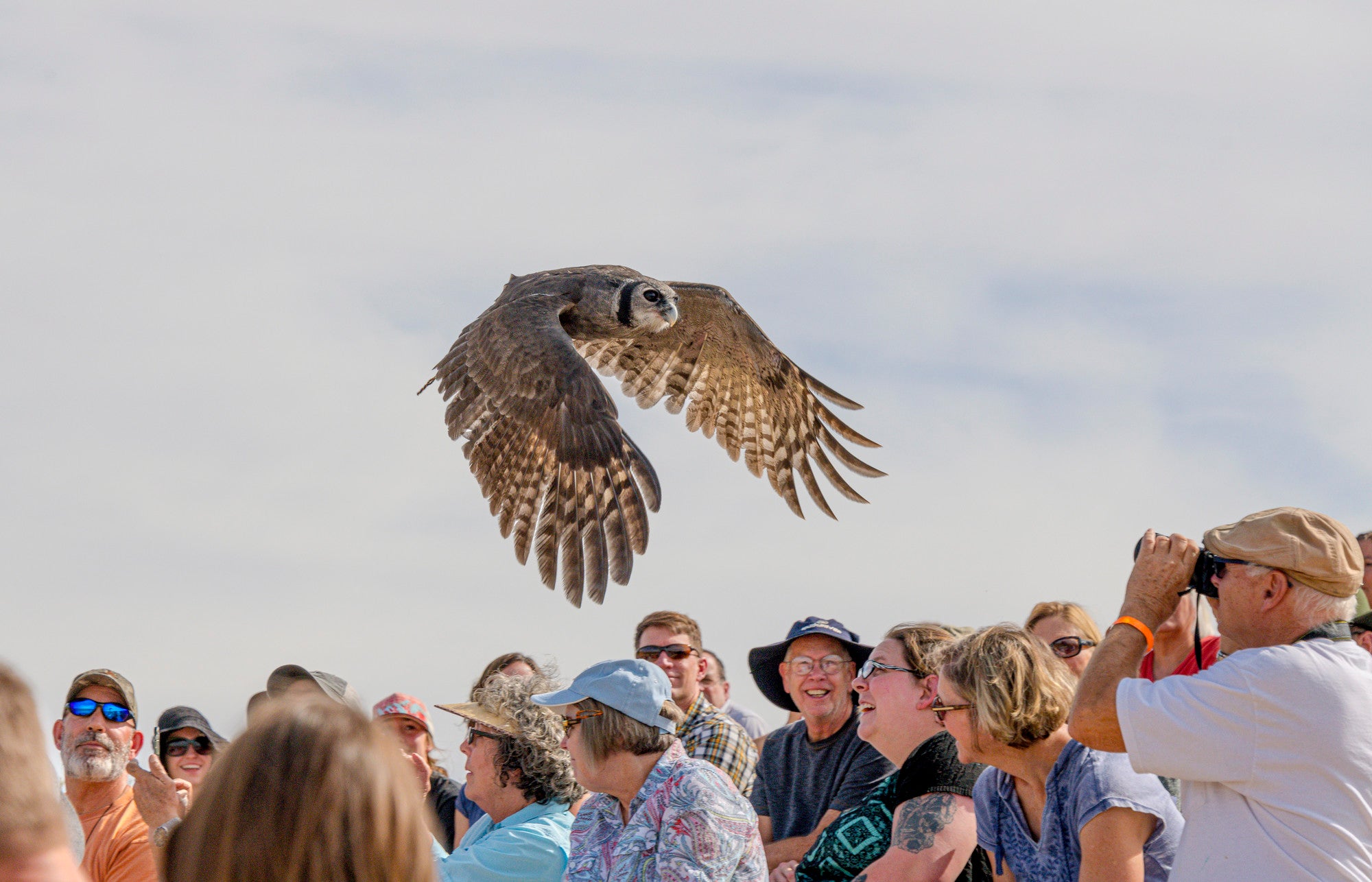 2026 Fall Flights at the World Center for Birds of Prey!