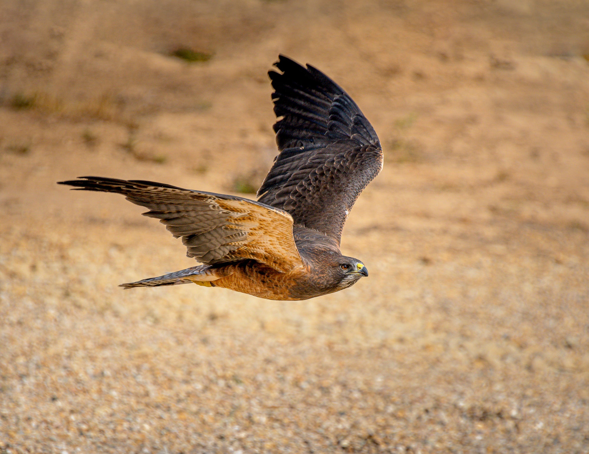 2026 Fall Flights at the World Center for Birds of Prey!