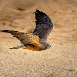 2026 Fall Flights at the World Center for Birds of Prey!