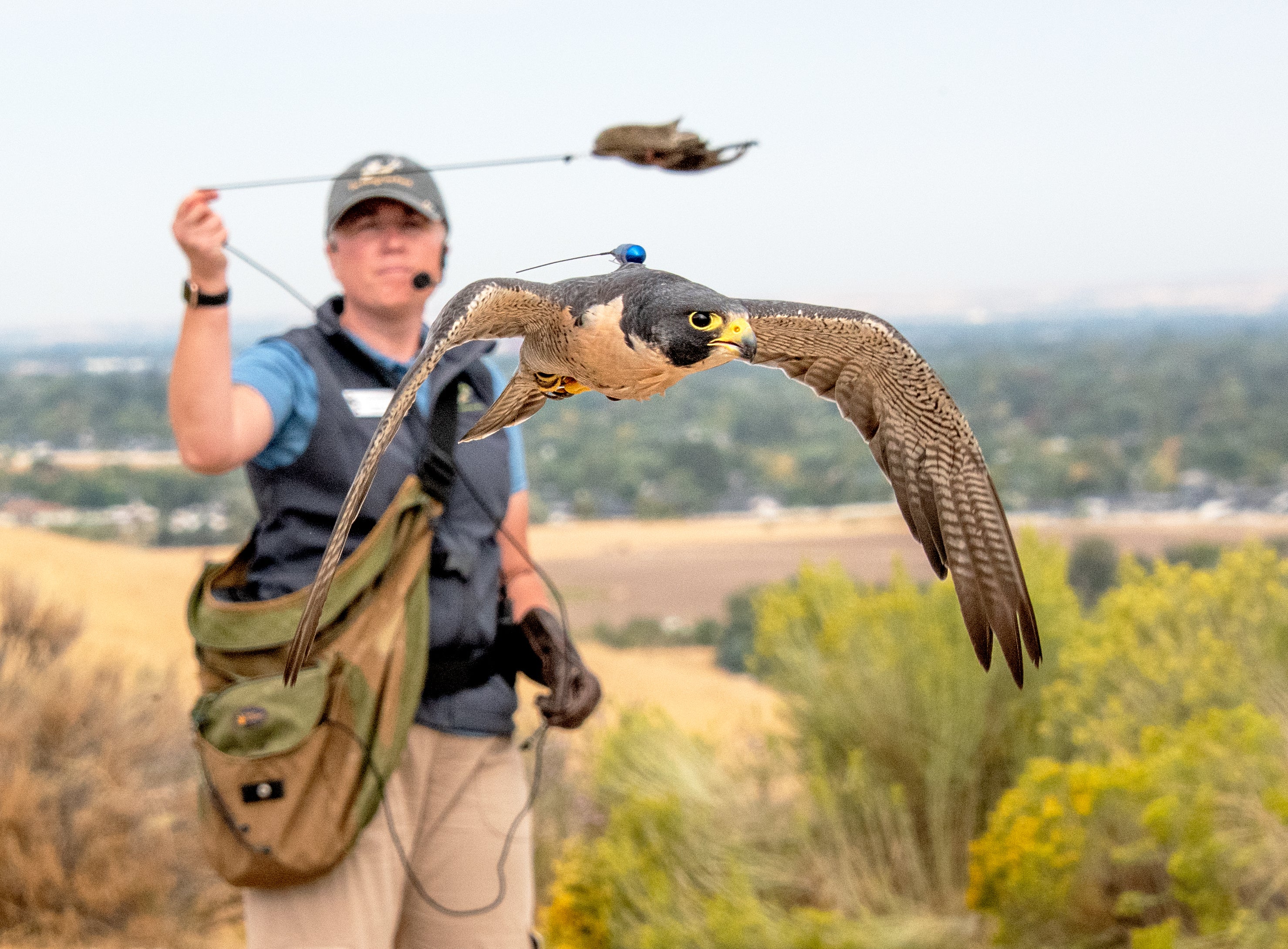 2026 Fall Flights at the World Center for Birds of Prey!