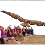 2026 Fall Flights at the World Center for Birds of Prey!
