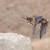 2026 Fall Flights at the World Center for Birds of Prey!