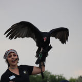 International Vulture Awareness Day 2026