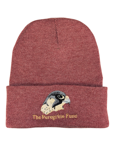 The Peregrine Fund Beanies
