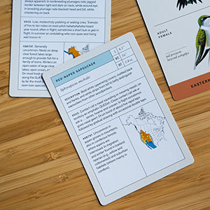 Sibley Bird Flashcards