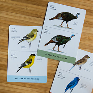 Sibley Bird Flashcards