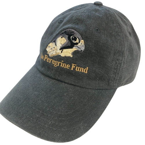 Peregrine Falcon logo unstructured hats