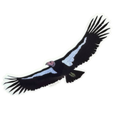 Soaring California Condor Sticker