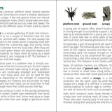 Birds of Prey of the Northeast Field Guide 2nd Edition