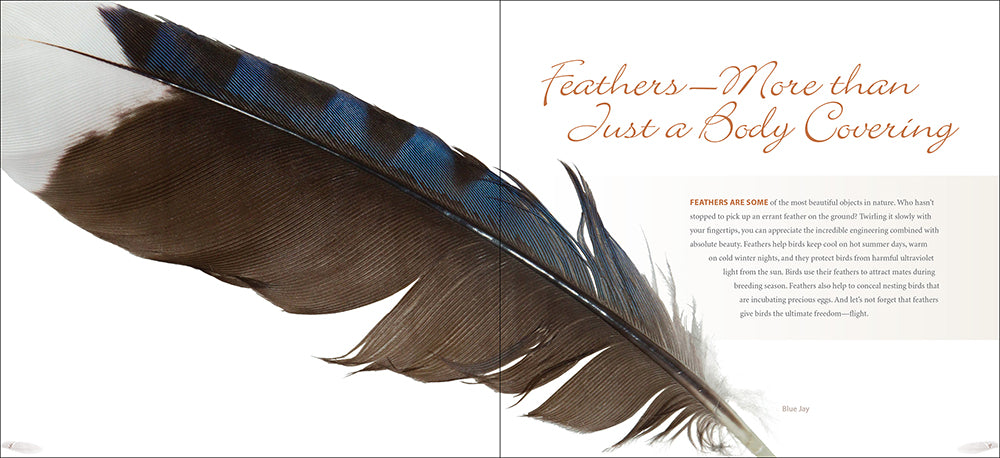 Feathers - A Beautiful Look