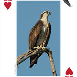 Raptors Playing Cards