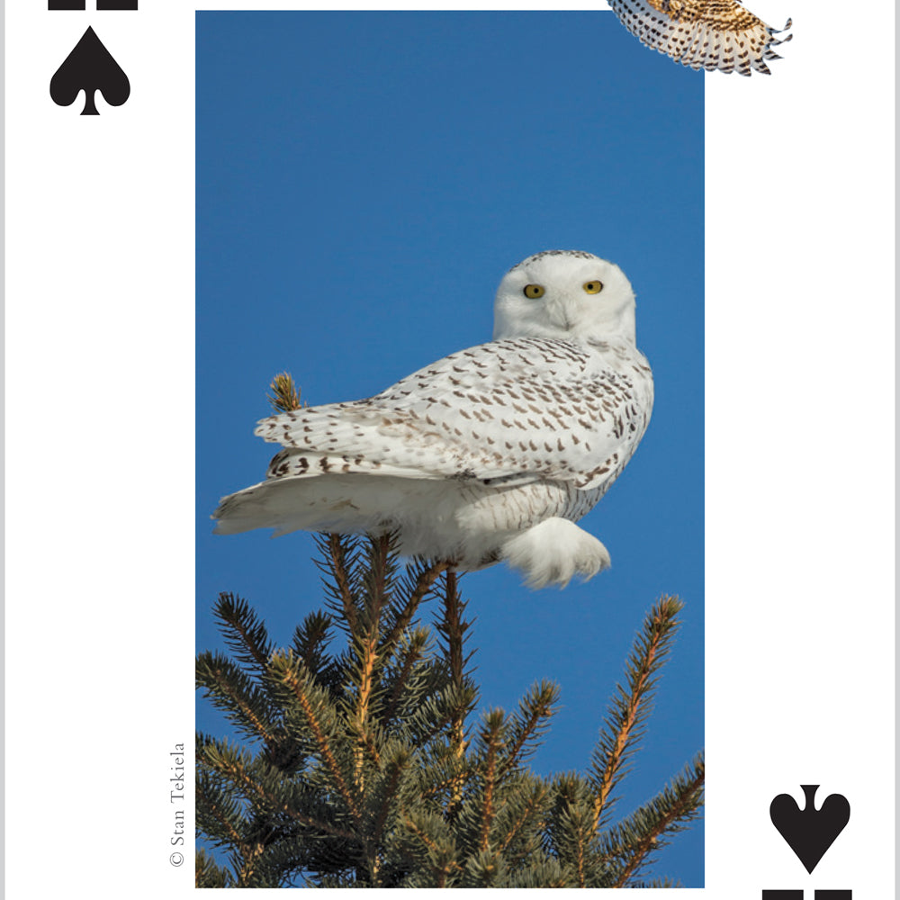 Raptors Playing Cards
