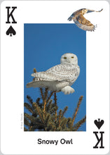 Load image into Gallery viewer, Raptors Playing Cards