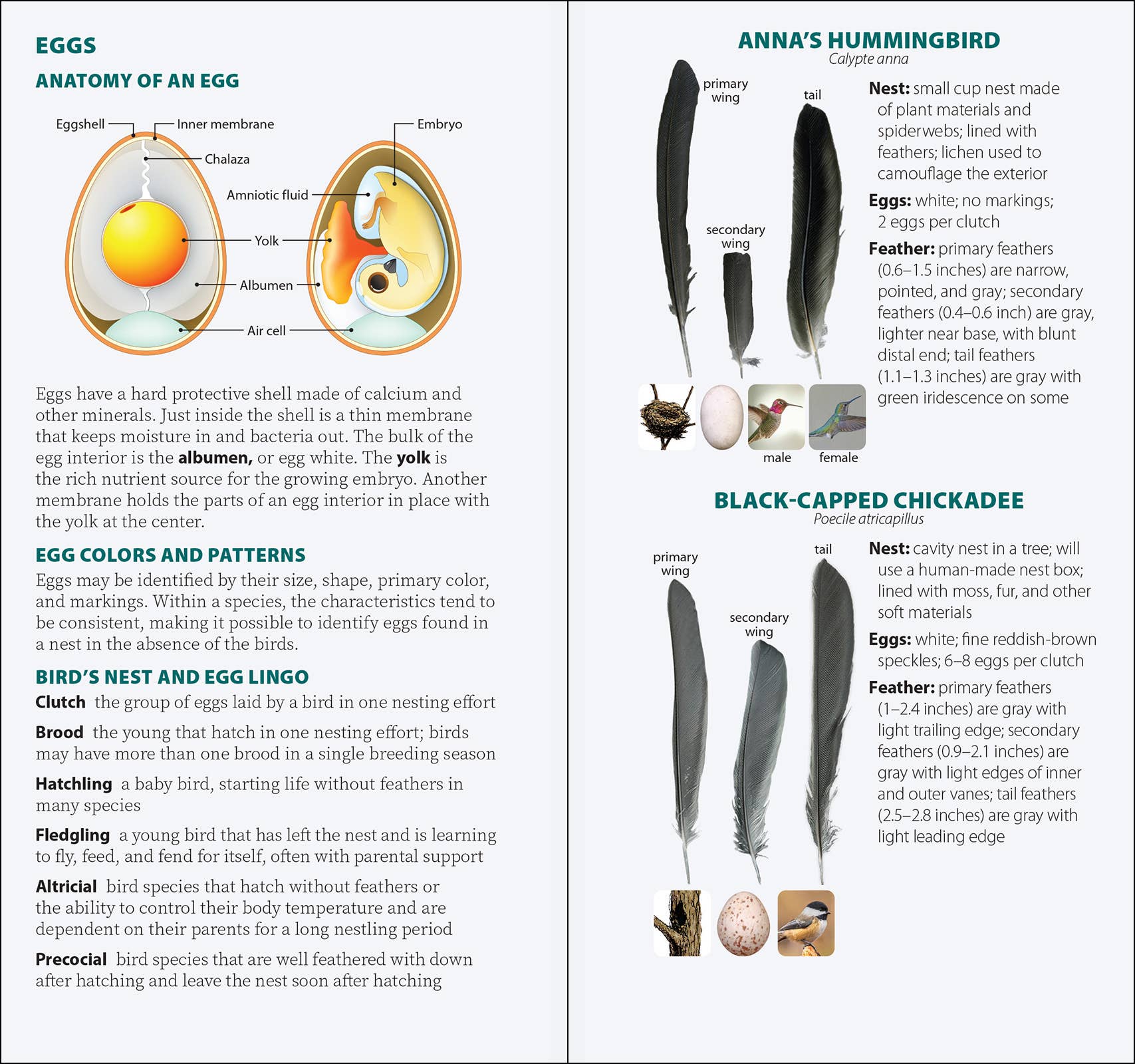 Bird Feathers & Eggs of the Pacific Northwest Quick Guide