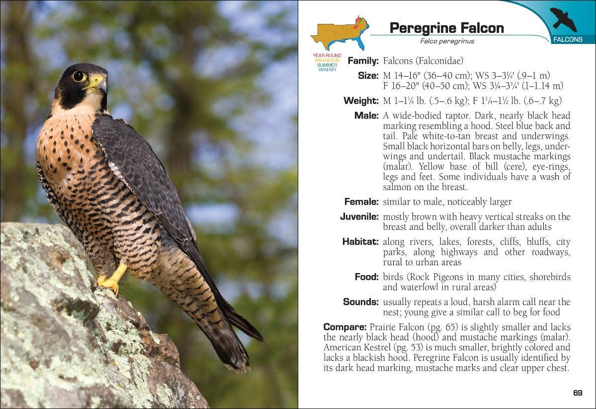 Birds of Prey of the South Field Guide