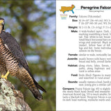 Birds of Prey of the South Field Guide