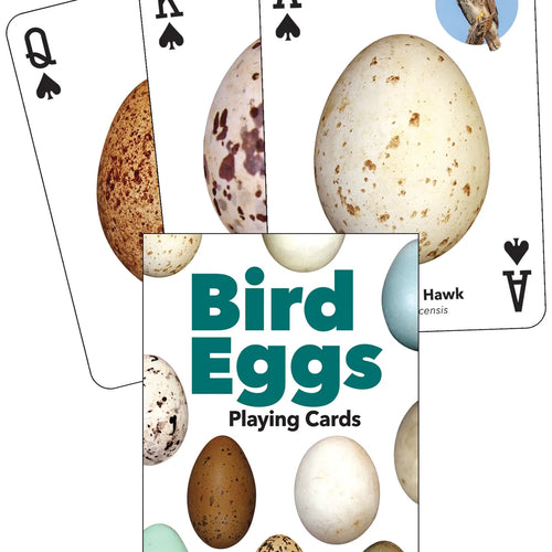 Bird Eggs Playing Cards