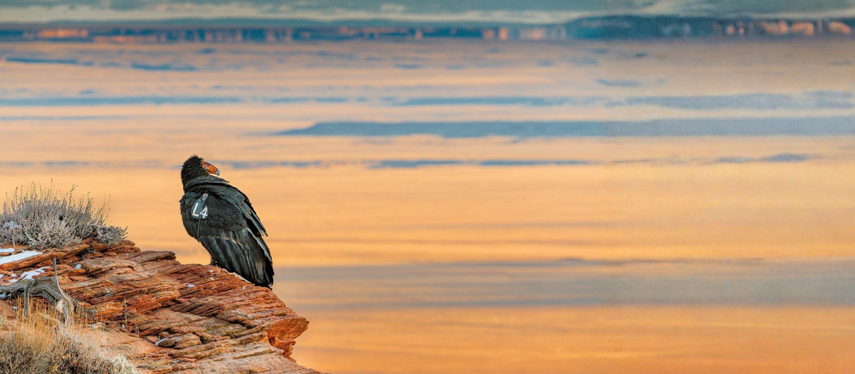California Condor Collection