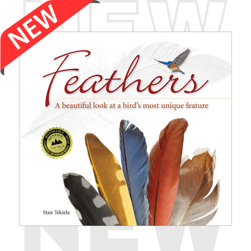 Feathers - A Beautiful Look