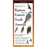 Raptors of Eastern North America - Folding Guide