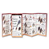 Raptors of Eastern North America - Folding Guide