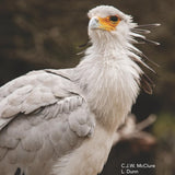 The State of the World's Raptors