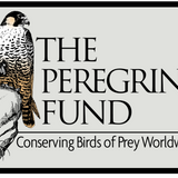 The Peregrine Fund Patches
