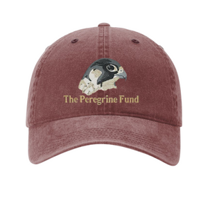 Peregrine Falcon logo unstructured hats