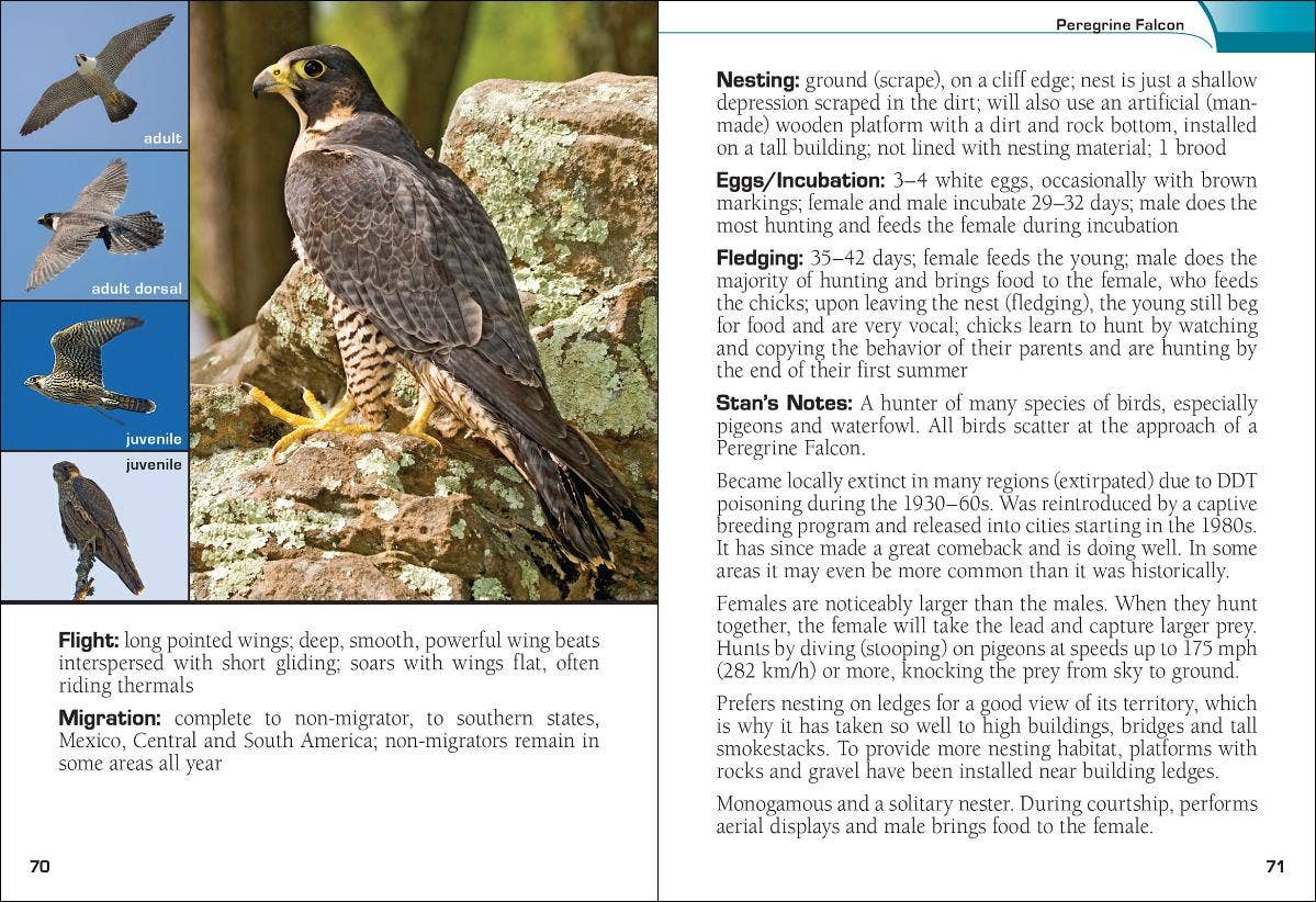 Birds of Prey of the South Field Guide