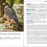 Birds of Prey of the South Field Guide