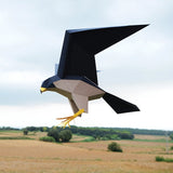 3D Paper Raptor