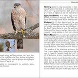 Birds of Prey of the South Field Guide