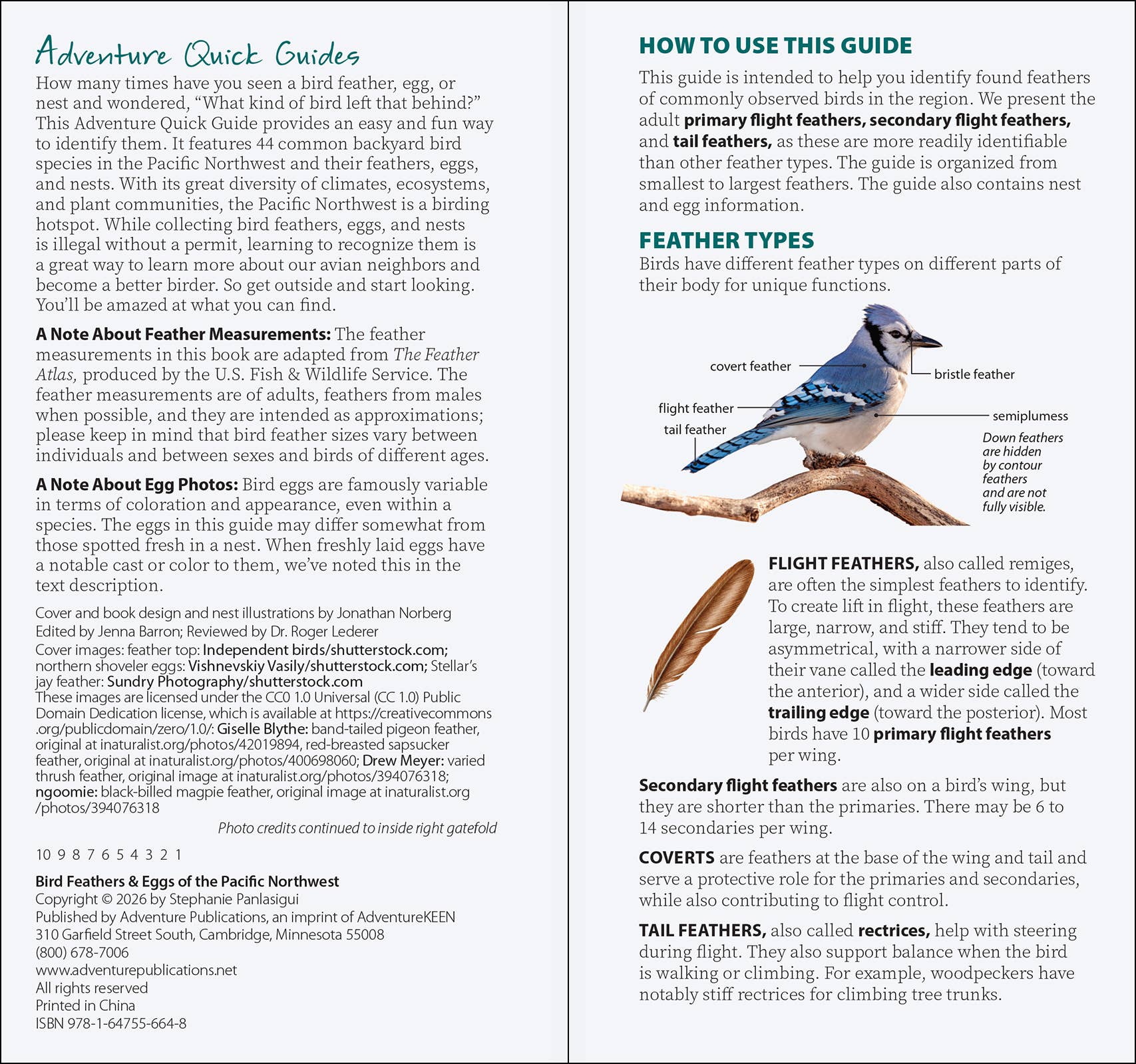 Bird Feathers & Eggs of the Pacific Northwest Quick Guide